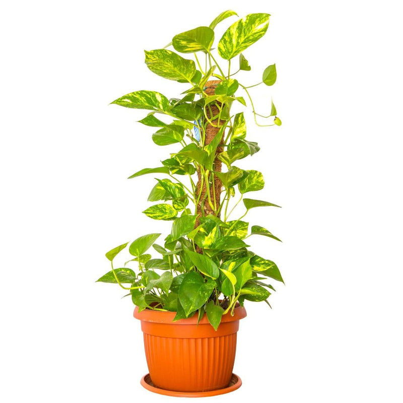 Suport decorativ de plante 25 x 80